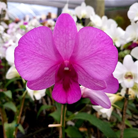 Orquídea Dendrobium phalaenopsis rosa - AD