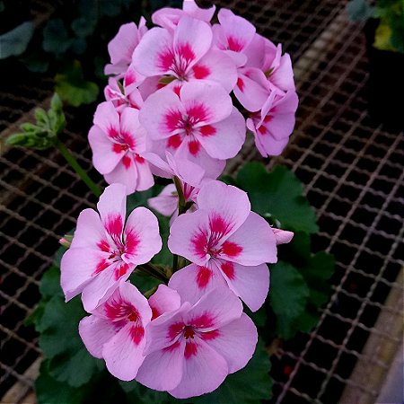 Gerânio "Pelargonium zonale" rosa n.1