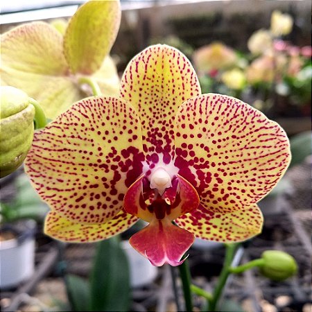 Orquídea Phalaenopsis Amarela Pintada n.02