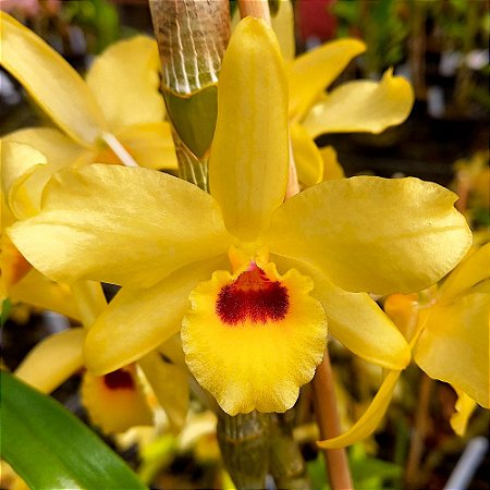 Orquídea Dendrobium Nobile amarelo com vinho - Ad