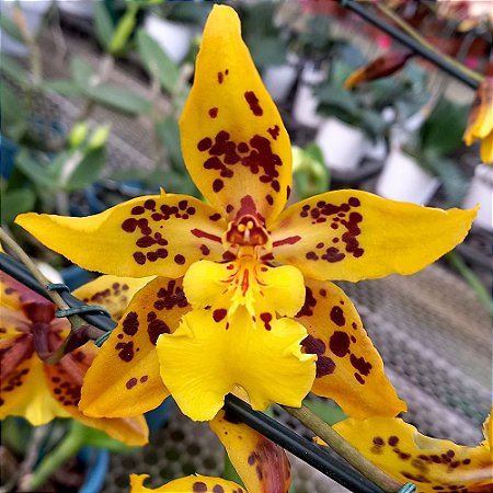 Orquídea Oncidium Tiger Crown - AD