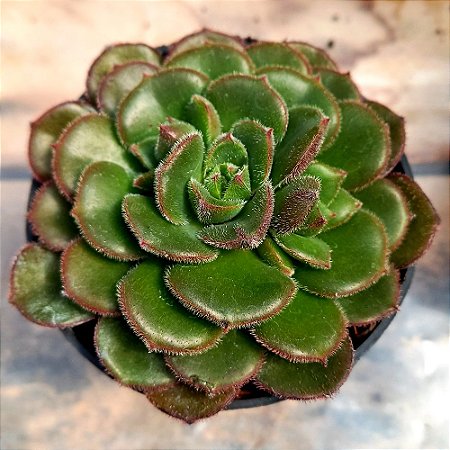 Suculenta Echeveria setosa ciliata