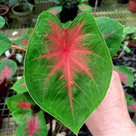 Caladium n.09 - 15cm