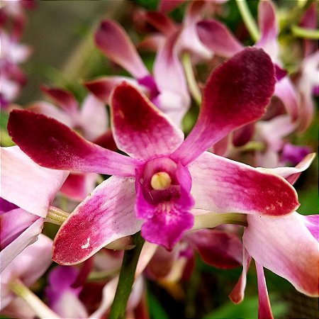 Orquídea Dendrobium phalaenopsis rosa especial 01