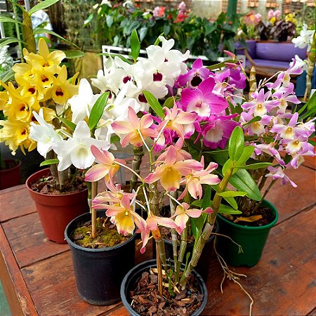 Orquídea Dendrobium Nobile Sortido - 3 unidades