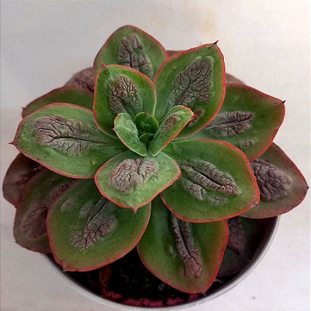 Suculenta Echeveria Baron Bold - 12cm