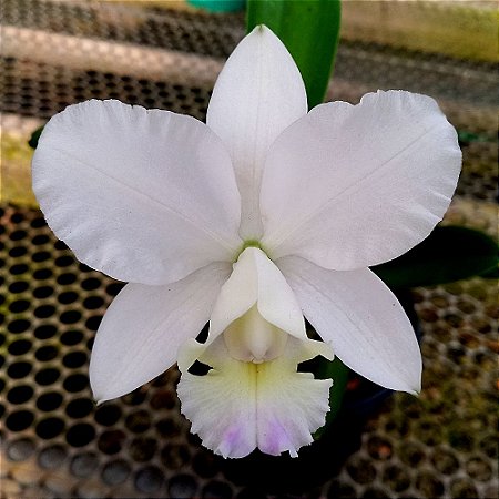 Orquídea Cattleya Dolosa Albescens - Ad