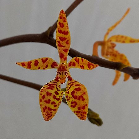 Orquídea Renanthera monachica - Ad