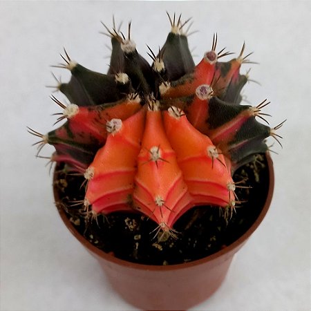 Cacto Gymnocalycium colorido