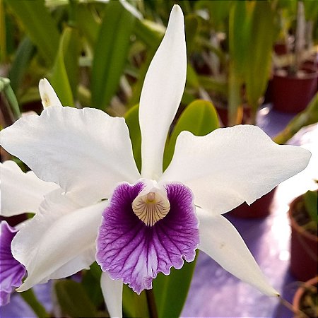 Orquídea Laelia purpurata Roxo Bispo - Ad
