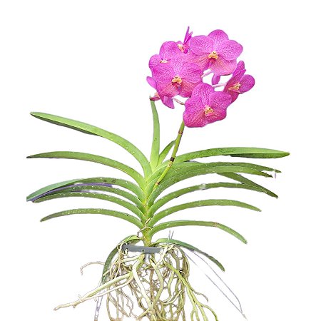 Vanda Pat Delight