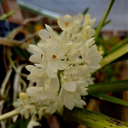 Orquídea Ascocentrum ampullaceum albo - Ad