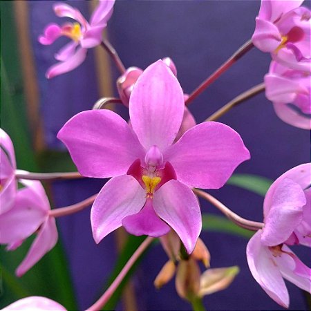 Orquídea Spathoglottis plicata - Adulta