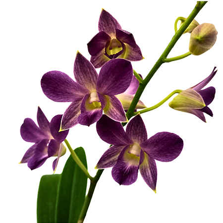 Orquídea Dendrobium phalaenopsis coerulea - AD