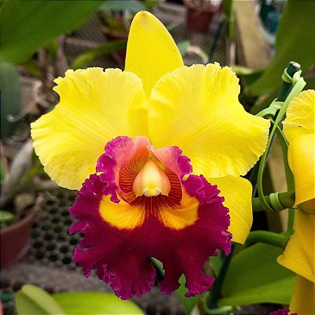 Orquídea Blc. Chunyeah 17 - Ad