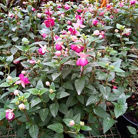 Brinco de Princesa rosa com vermelho - 25cm