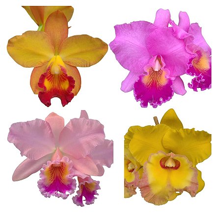 Kit 4 Cattleyas Meristemas Diversas Adultas