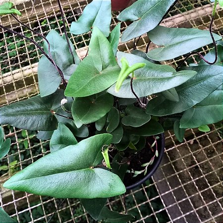 Samambaia coração (Hemionitis Arifolia) - Ad