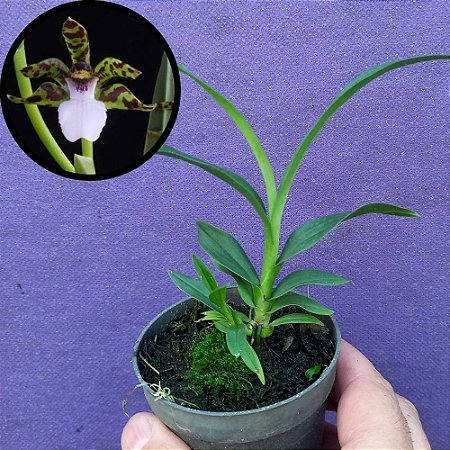 Orquídea Zygopetalum microphytum - 8cm