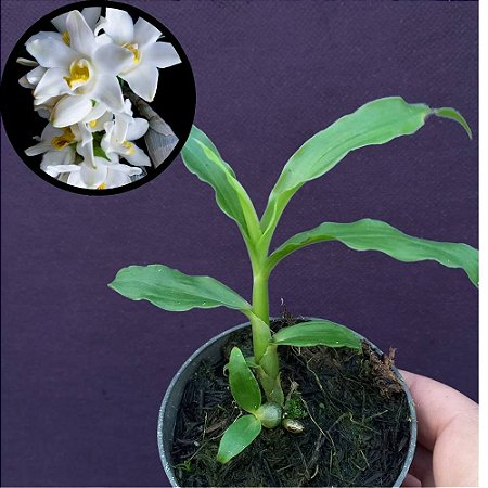 Orquídea Chysis bractenses - 8cm