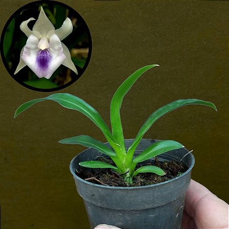 Orquídea Cocleanthes cândida - 8cm