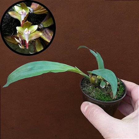 Orquídea Bifrenaria melicolor - Ad