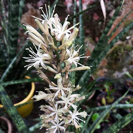 Planta Sansevieria Fernwood - 25-30cm