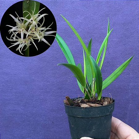 Orquídea Myoxanthus exasperatum - 12cm