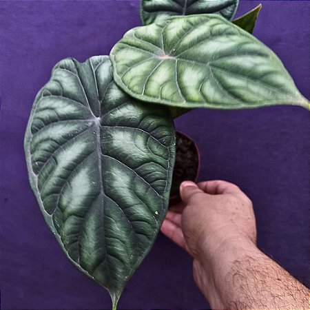 Alocasia Dragon Scale
