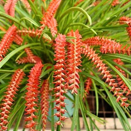 Orquídea Dendrochilum wenzelii red - Ad