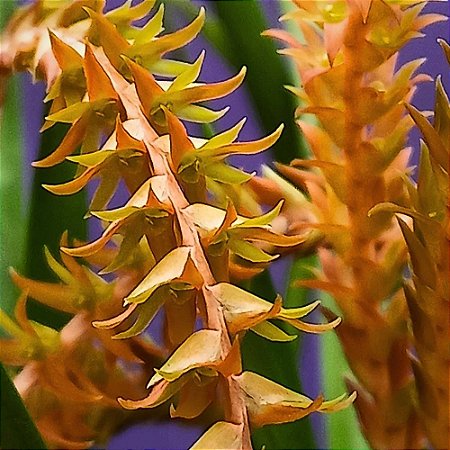 Orquídea Dendrochilum wenzelii orange - Ad