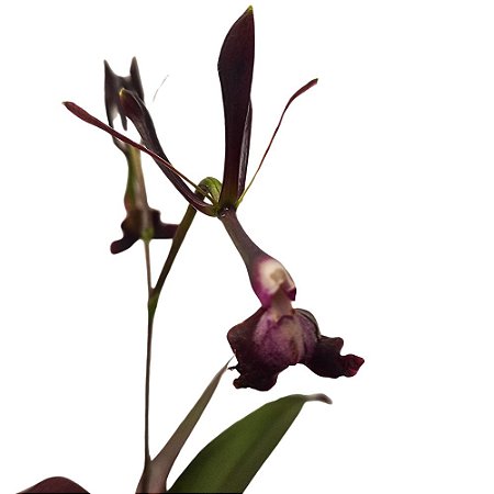 Orquídea Epidendrum melanoporphyreum - 15cm