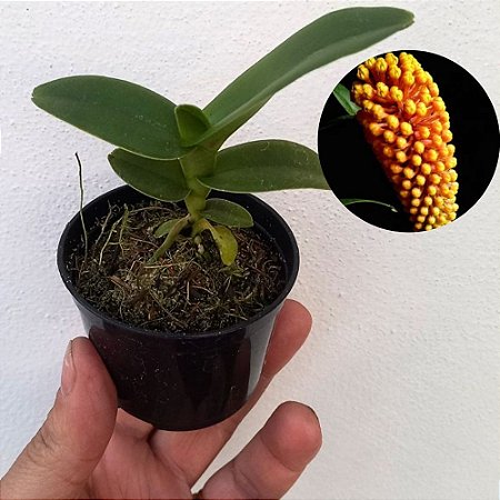 Orquídea Robiquetia cerina amarela - 8cm