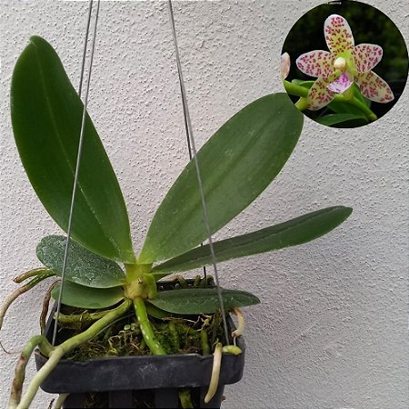 Orquídea Sedirea japônica x Vandopsis parish - 15cm
