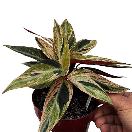 Maranta sanguinea - (Stromanthe sanguinea)