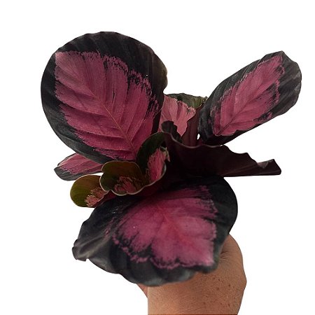 Maranta Rosea - Calathea sp