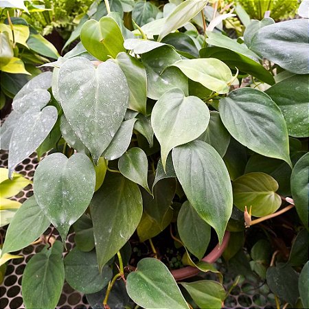 Planta Jibóia verde