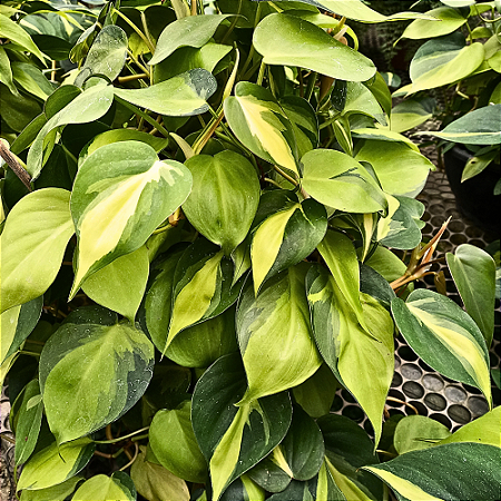 Planta Jibóia mesclada
