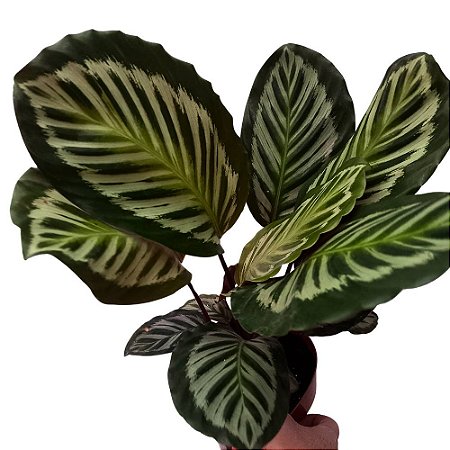 Maranta Cora