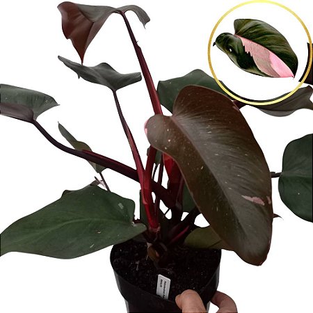 Filodendro - Philodendron Pink Princess - 30cm