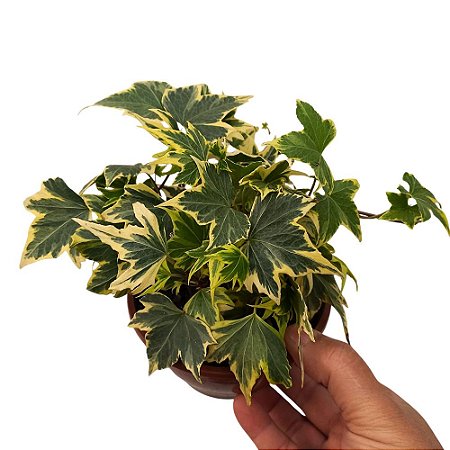 Planta Hedera Helix