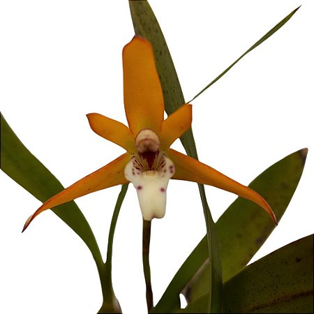 Orquídea Maxillaria chrysantha  - AD