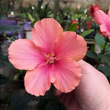 Hibisco Salmão - 20-30cm