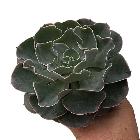 Suculenta Echeveria Gibbiflora