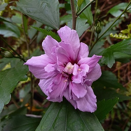 Hibisco Roxo dobrado - 25cm