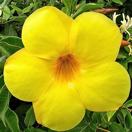 Planta Alamanda amarela - 30cm