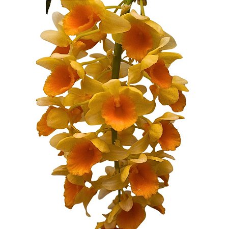 Orquídea Dendrobium thirsiflorum x densiflorum - Ad