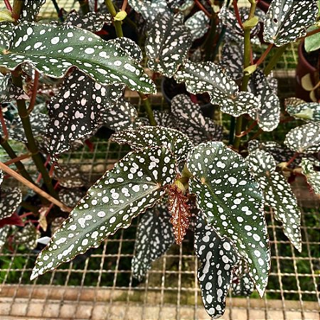 Planta Begônia Tiki Carmen