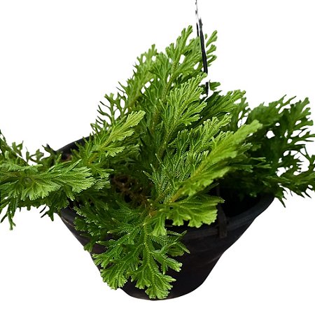 Planta Musgo Jori