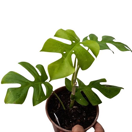 Filodendro - Philodendron minima